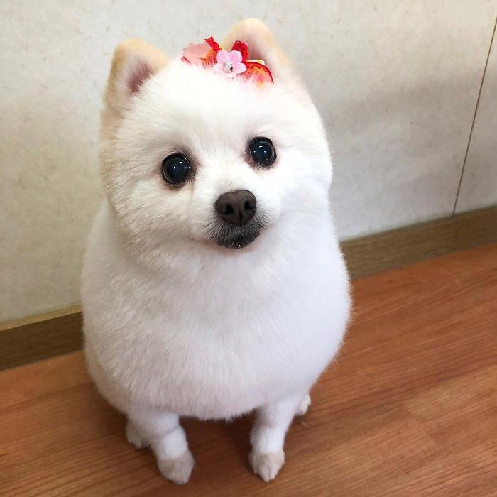 Japanese groomer gives dogs such adorable haircuts you won't be able to stop smiling. - Dog, Стрижка, Milota, Longpost