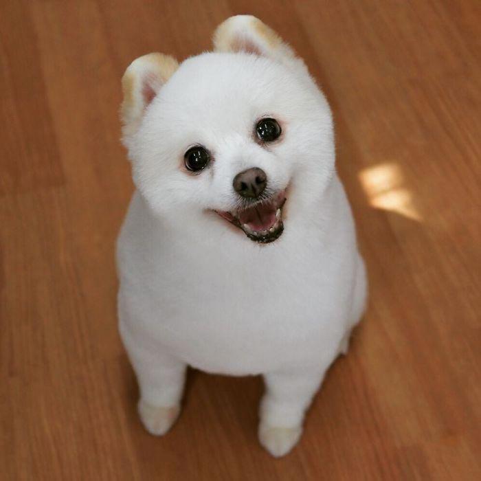 Japanese groomer gives dogs such adorable haircuts you won't be able to stop smiling. - Dog, Стрижка, Milota, Longpost