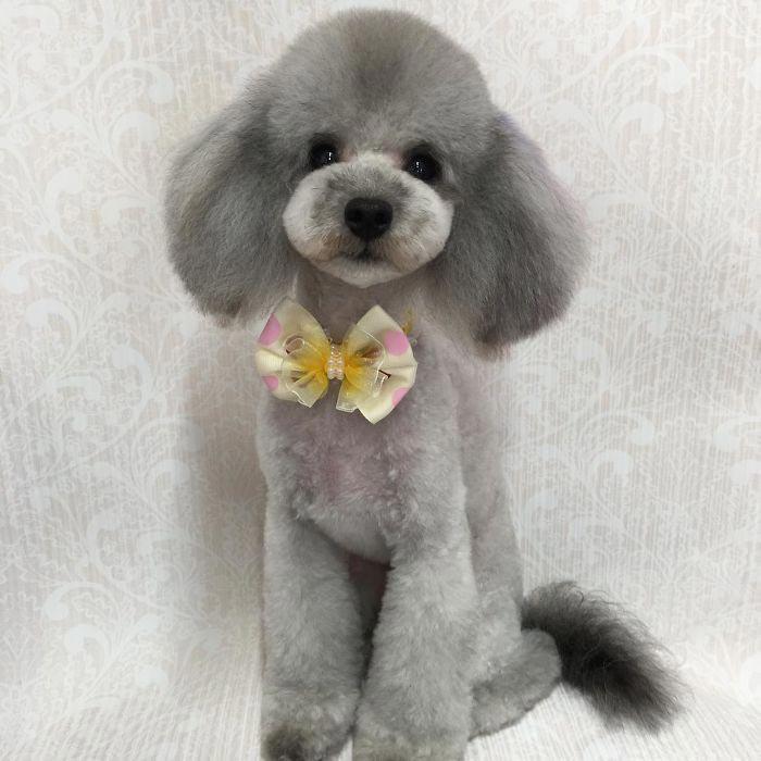 Japanese groomer gives dogs such adorable haircuts you won't be able to stop smiling. - Dog, Стрижка, Milota, Longpost