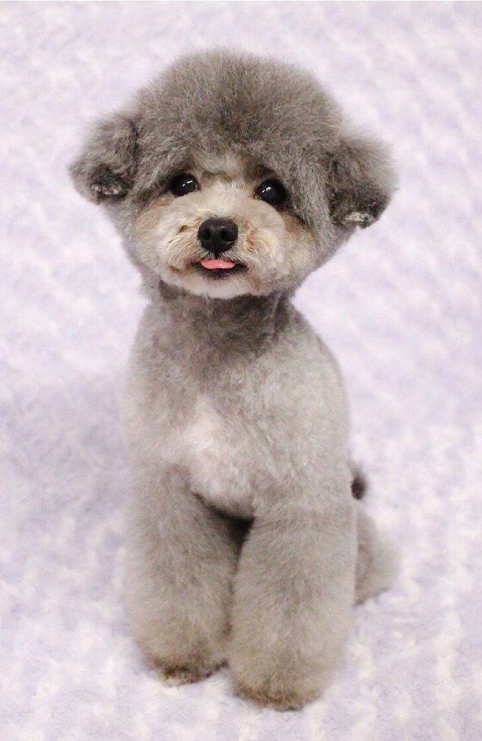 Japanese groomer gives dogs such adorable haircuts you won't be able to stop smiling. - Dog, Стрижка, Milota, Longpost