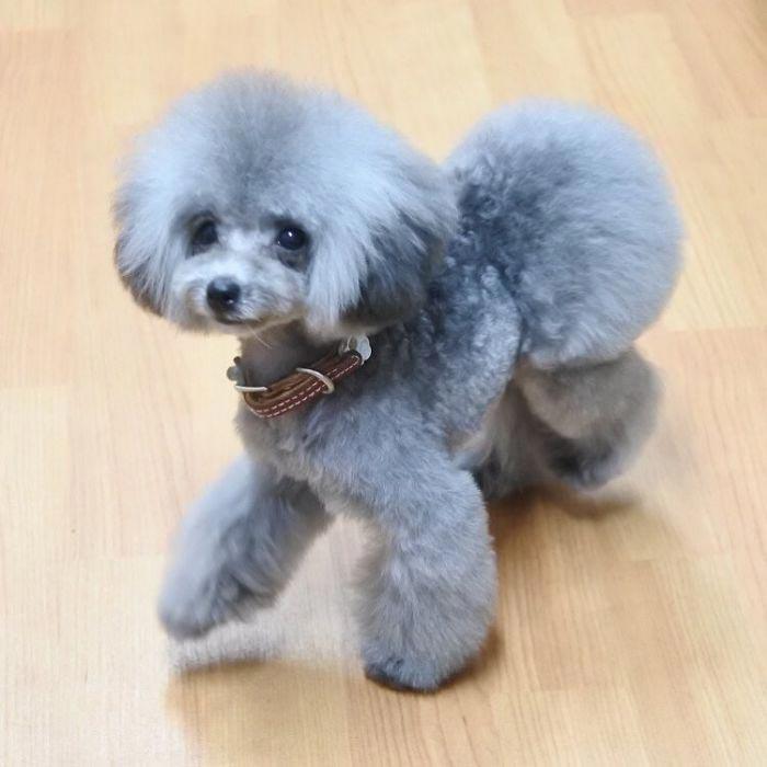 Japanese groomer gives dogs such adorable haircuts you won't be able to stop smiling. - Dog, Стрижка, Milota, Longpost