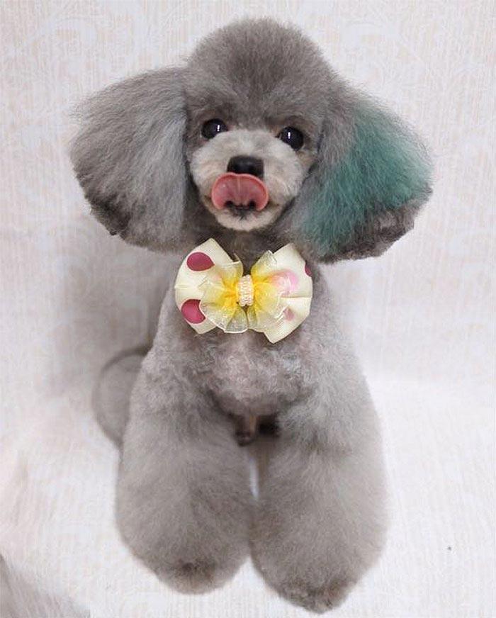 Japanese groomer gives dogs such adorable haircuts you won't be able to stop smiling. - Dog, Стрижка, Milota, Longpost