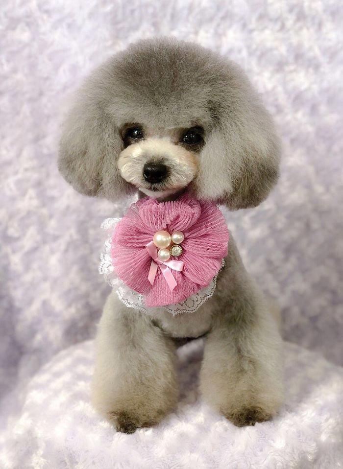 Japanese groomer gives dogs such adorable haircuts you won't be able to stop smiling. - Dog, Стрижка, Milota, Longpost