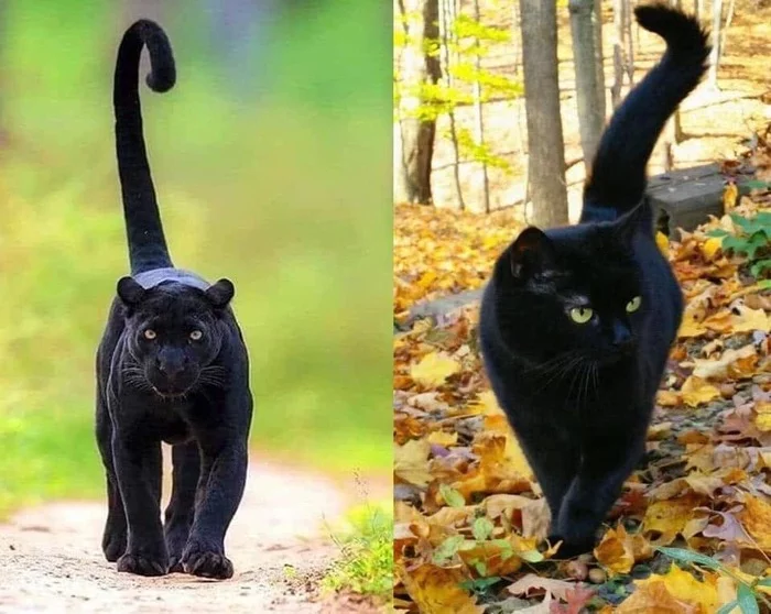 Can't really tell the difference - cat, Catomafia, Panther, Grace, The photo, Black cat