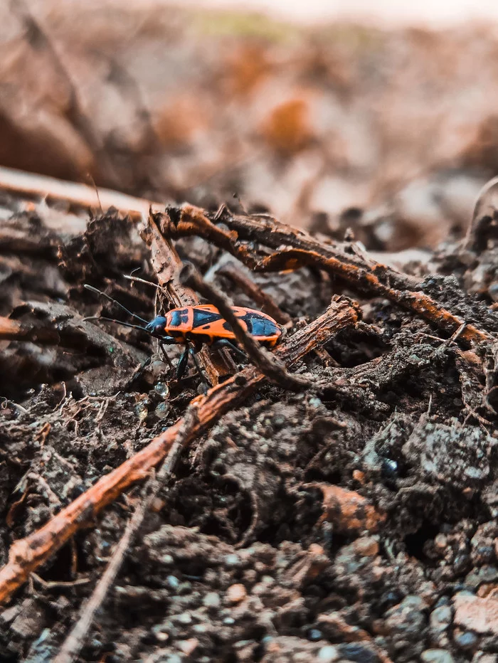 Beetles - My, The photo, Beginning photographer, Жуки, Longpost