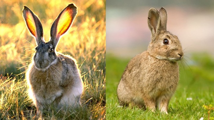 Чем заяц отличается от кролика? Заяц, Кролик, Отличия, Сходство, Интересное, Познавательно, Животные, Длиннопост
