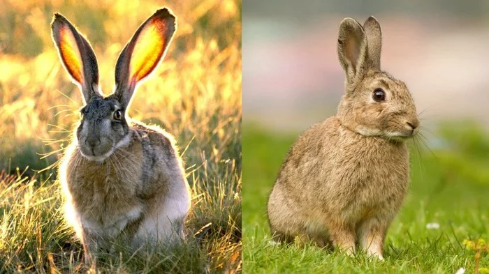 How is a hare different from a rabbit? - Hare, Rabbit, Differences, Similarity, Interesting, Informative, Animals, Longpost