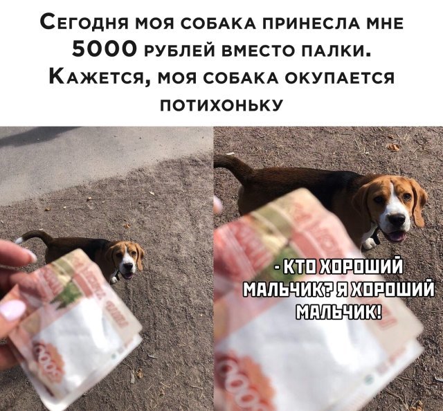 Today my dog - Picture with text, Dog, Money, Stick, Good boy