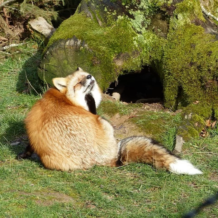 Lair ^.^ - Fox, Animals, The photo, Foxy burrow, Wild animals