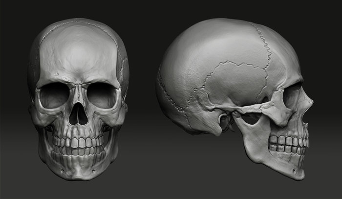 Scull. Realistic model. Study work - My, 3D, Zbrush, Scull, Computer graphics, Sculpting, Longpost