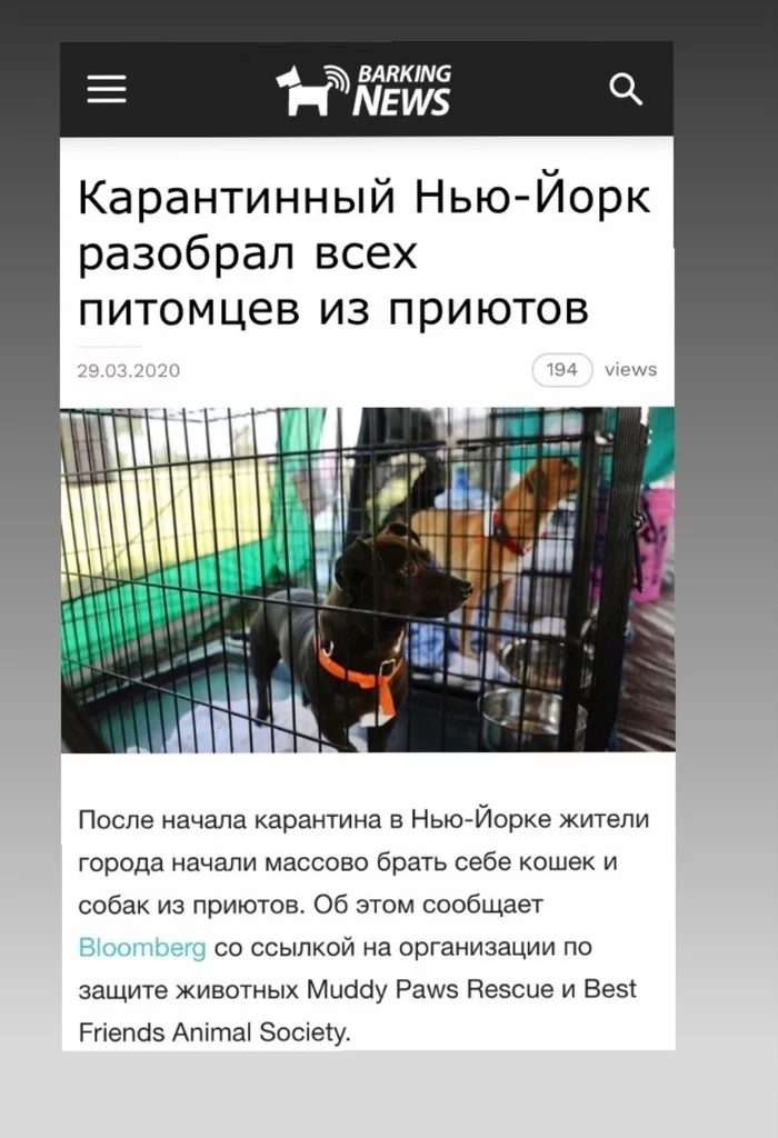 They say that in New York they took away all the animals from the shelter during quarantine... - Saint Petersburg, Tricolor cat, cat, Help, House, Longpost, No rating