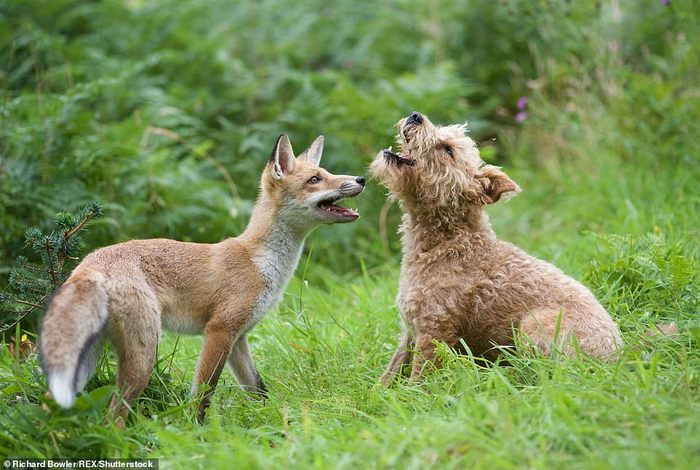 Friends - Milota, friendship, Dog, Fox, Longpost, Fox cubs, Animals