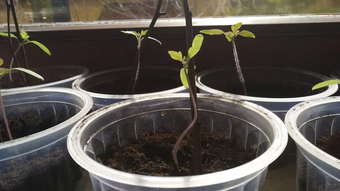 Our tomatoes))) - My, Tomatoes, Seedling, Vegetable garden on the windowsill, Video, Longpost