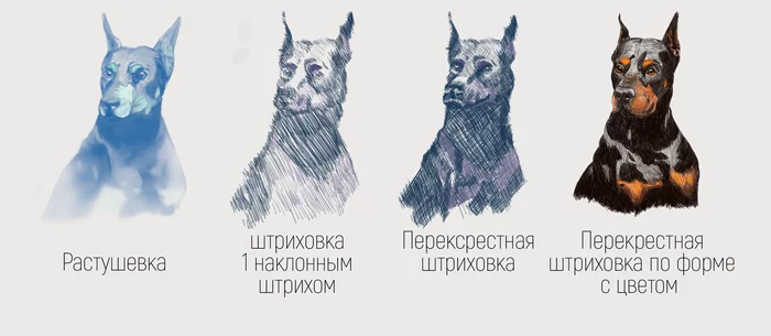 Practice in different drawing options, currently practicing shading - My, Doberman, Hatching, Practice, Studies, Gudvinart