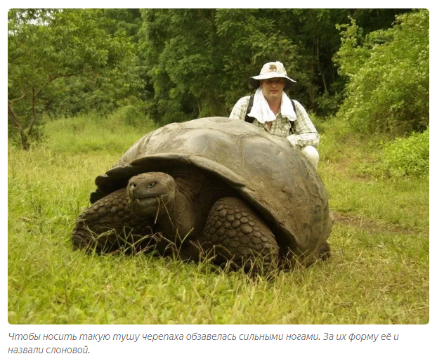 Galapagos tortoise: A story about why quarantine should not be broken - Animals, Yandex Zen, Longpost, Turtle, Galapagos turtles