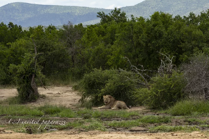 ...and elephants and rhinoceroses wander along the road - My, Africa, South Africa, Safari, Abroad, Living abroad, take care of yourself, Video, Longpost