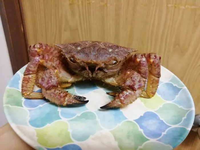 How fresh is seafood in Japan... - My, Japan, Crab, Food, Kripota, Video