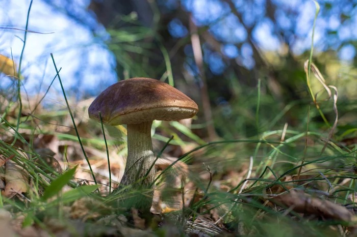 Just a few photos - My, The photo, Nature, Quarantine, Mushrooms, Sunset, Kazakhstan, Longpost