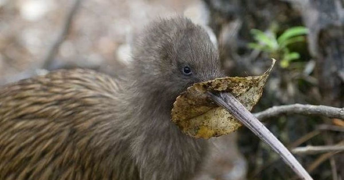 Киви животное. Отряд Кивиобразные (киви). Обыкновенный киви (Apteryx Australis). Птица киви ест киви. Птица киви клюв.