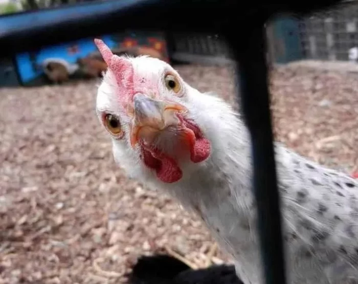 Chicken thefts on farms have increased due to egg shortages in the UK. - Coronavirus, Media and press, Eggs