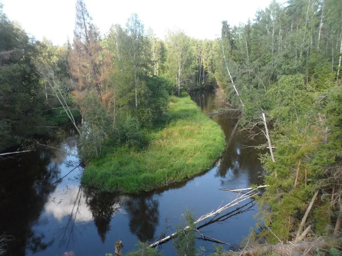 Deforestation in the Leningrad region is clearly visible - My, The photo, Leningrad region, Felling, Ecology