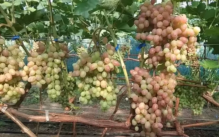 Loading of grapes with shoots and harvest - My, Grape, Vineyard, Gardening, Garden, Garden, Dacha, Video, Longpost