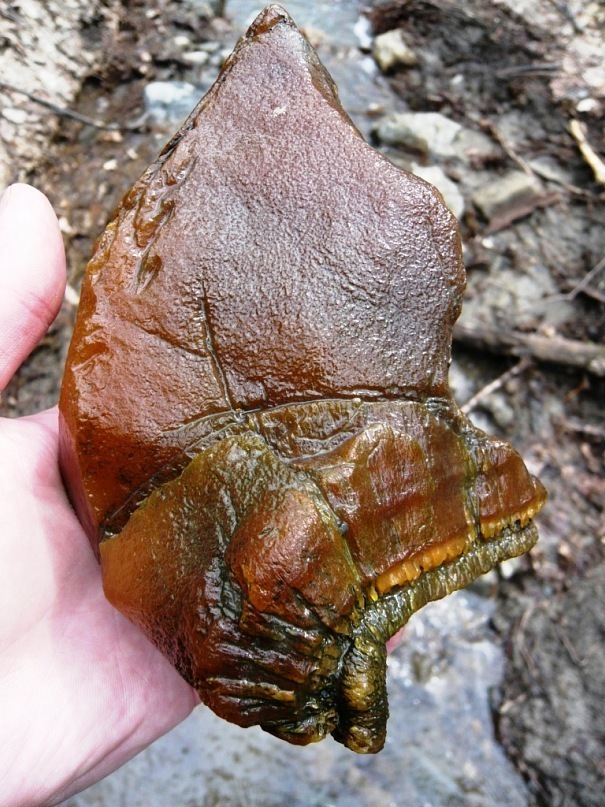 150,000,000 BC - My, Paleontology, Longpost, Nature, The photo, Ammonite