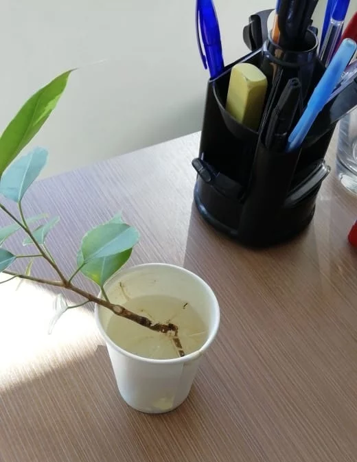 Pour him a heaping glass, please. - My, Office plankton, Plants, Ficus, Care, With a slide