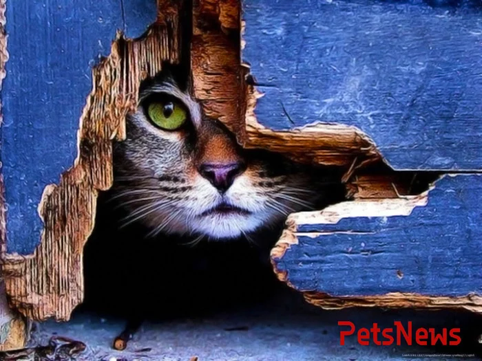 If you are your cat's prey? - My, cat, Interesting, Useful, Informative, Pets, What to do, Longpost