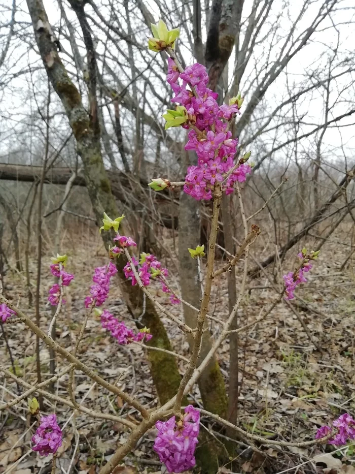 Help me identify a shrub - My, Bush, Plants, Longpost