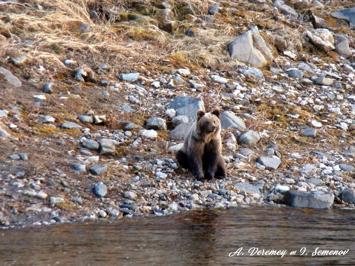 Podkamennaya Tunguska Woke up - My, Taiga, The Bears, River