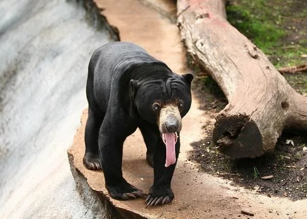 Such a slurper, I wish I had some honey - The photo, The Bears, Animals, Malayan bear, Language