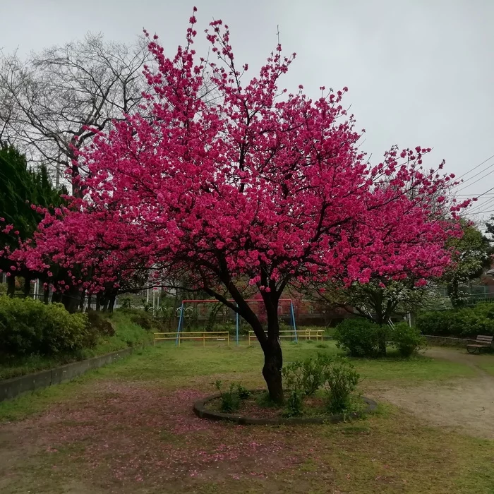 Sakura blossom - My, Sakura, Japan, Bloom