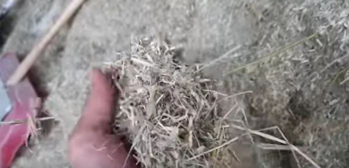 Feeding bulls and crushing hay - My, Fattening of bulls, Farm, Farmer, Beef, Video