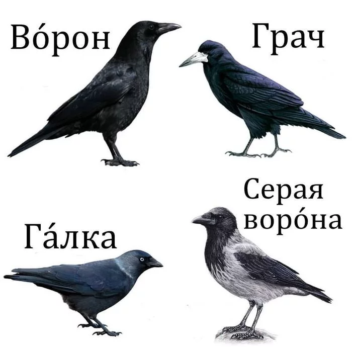 How to never confuse corvids again - Birds, Ornithology, Corvids, Crow, Longpost