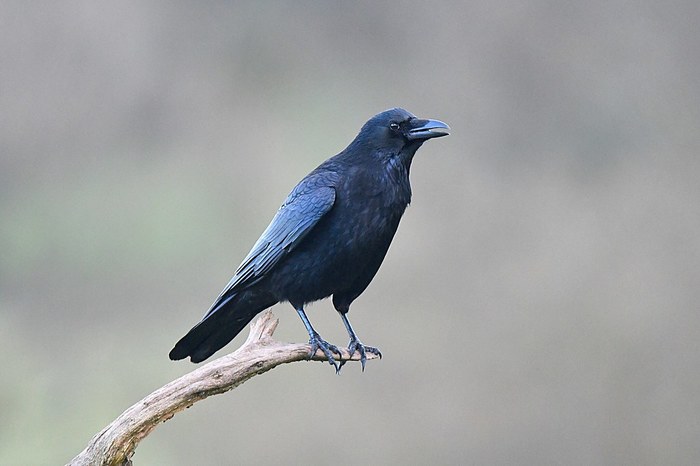 1585730774113033515 Как выглядит ворона и грач