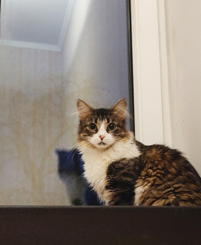 Кошку впервые впустили в спальню