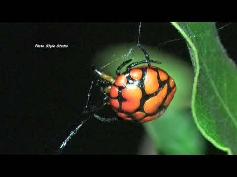 Lolth #7 - Spider, Mimicry, ladybug, Longpost