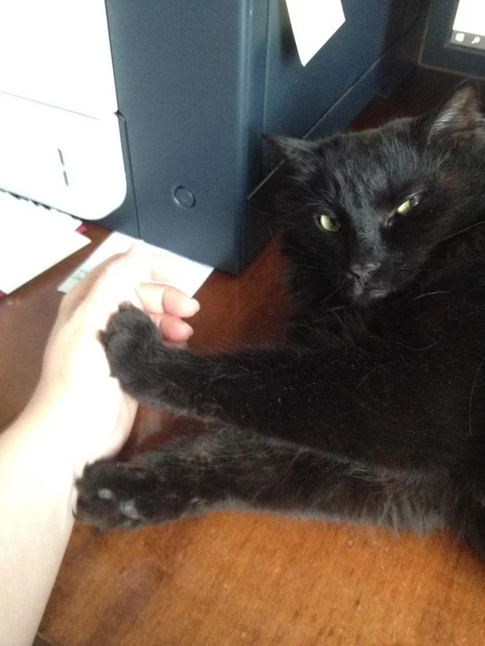 When I tried to pet a cat during quarantine - My, cat, Black cat