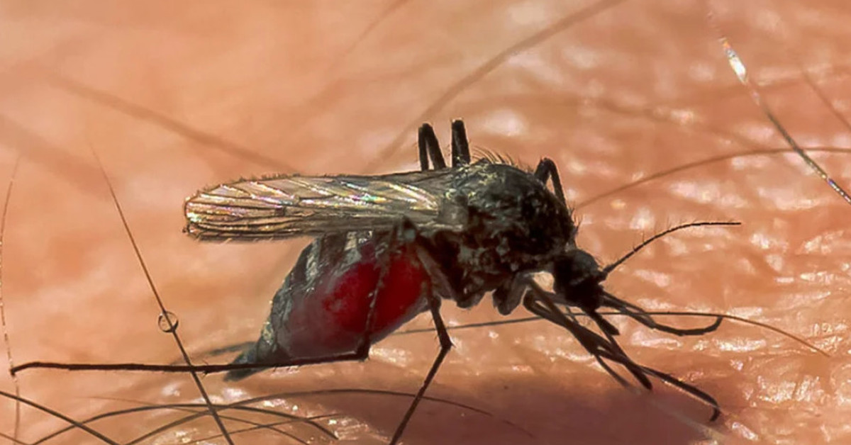 Комары переносчики заболеваний. Инфекции переносимые комарами. Укусы комаров заразных. Болезни передающиеся через укусы комаров.