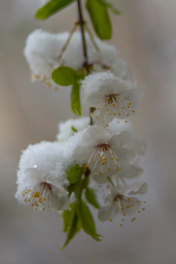 Flowers under the snow - My, Snow, Flowers, Spring, April, Snowfall, Longpost, The photo