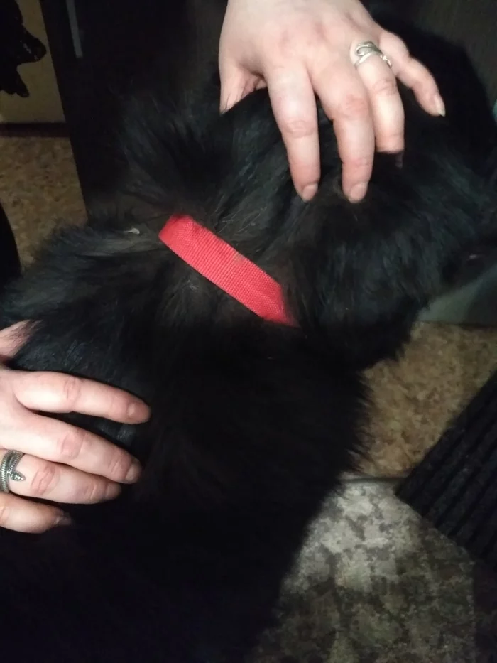 Newfoundland found - My, Found a dog, Pets, Longpost, Dog, Engels city, No rating