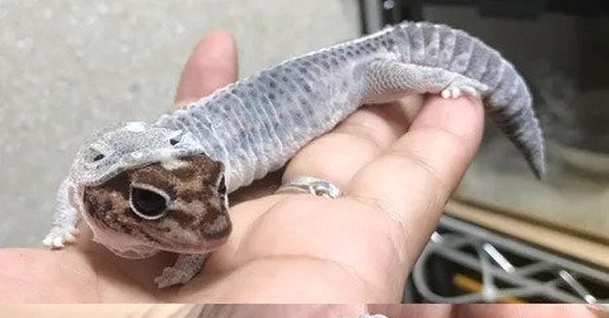 Грустная ящерица