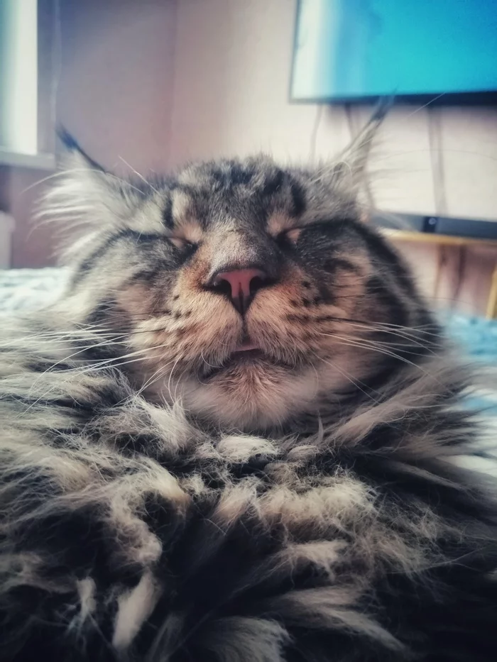 Kotokun - My, Catomafia, Maine Coon, cat, Kunka, Longpost