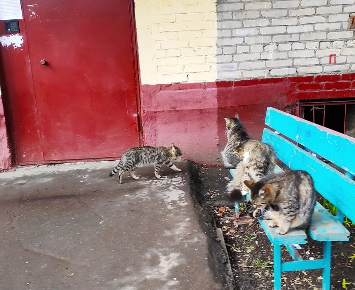 A holy place is never empty - My, Catomafia, cat, Benches