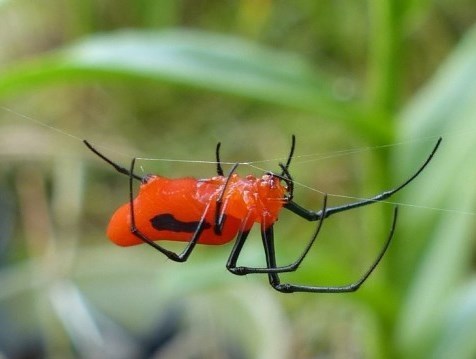 Lolth #9 - Паук, Мат, Длиннопост