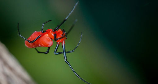 Lolth #9 - Паук, Мат, Длиннопост