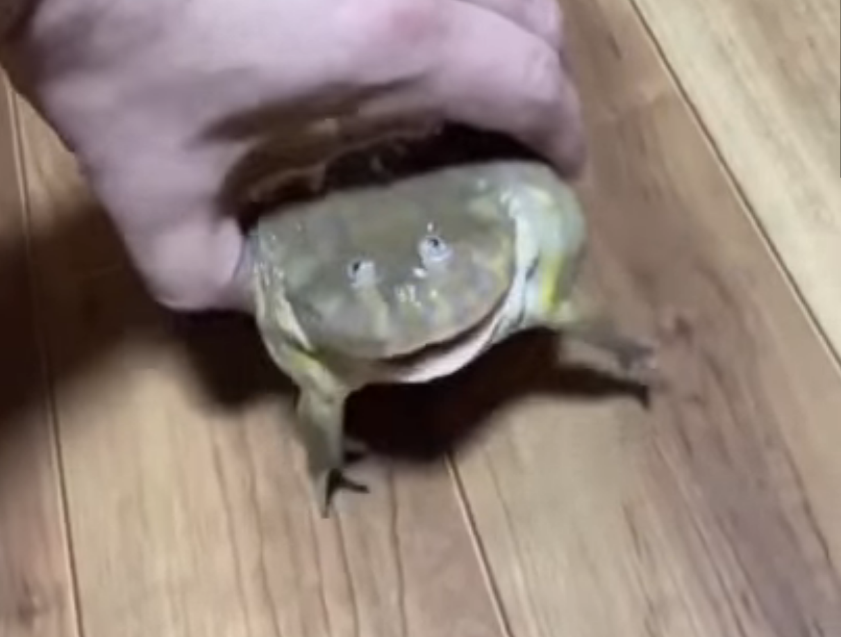 как пищит лягушка