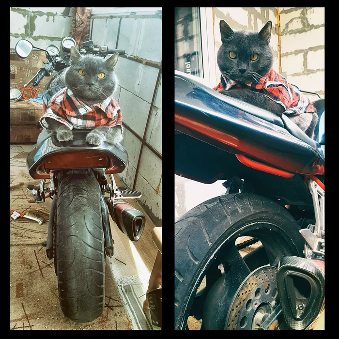 Gray learned Zen - My, cat, Moto, Suzuki, Cover, Longpost