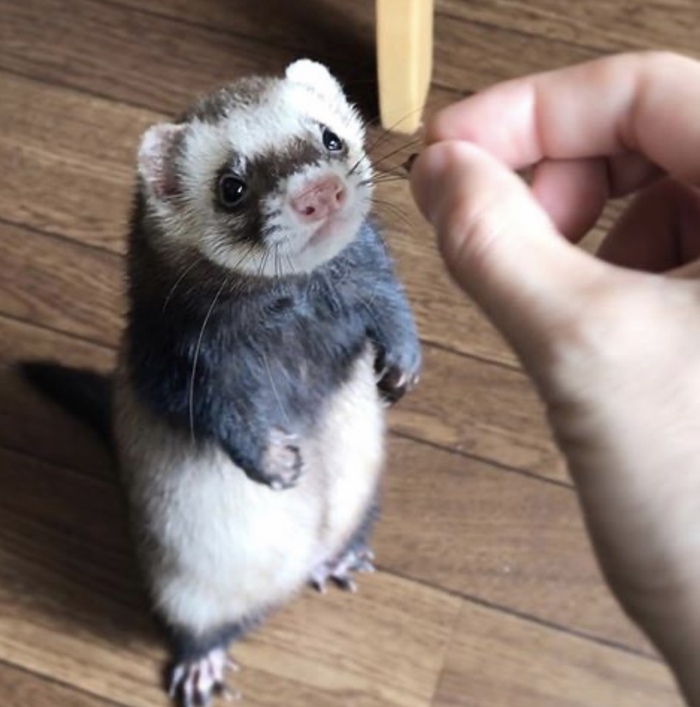 Первая неделя